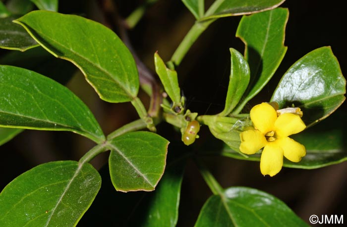 Jasminum fruticans