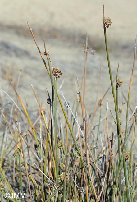 Juncus acutus