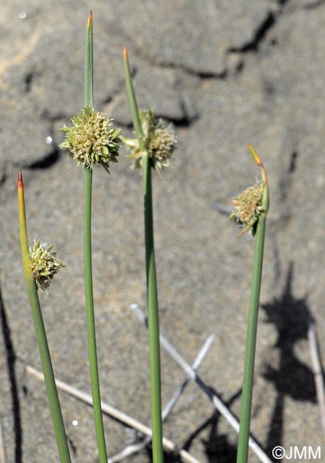 Juncus acutus