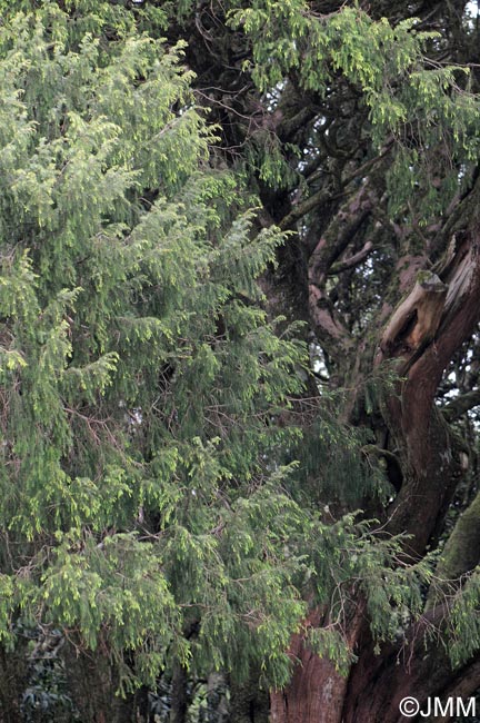 Juniperus cedrus