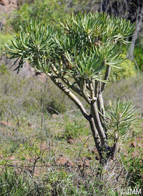 Kleinia neriifolia