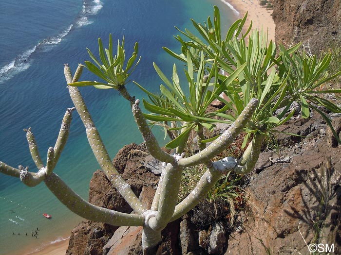 Kleinia neriifolia