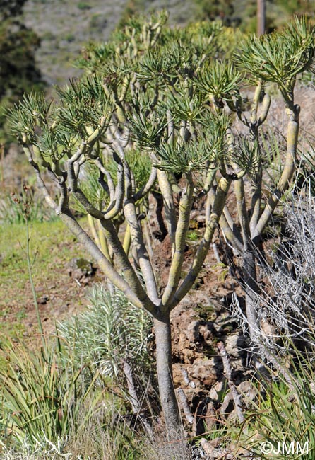 Kleinia neriifolia