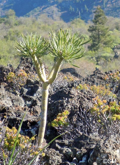 Kleinia neriifolia