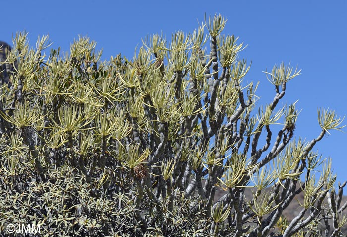 Kleinia neriifolia