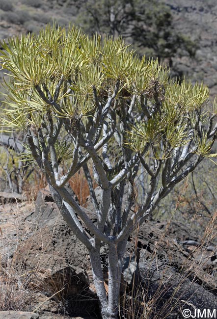 Kleinia neriifolia