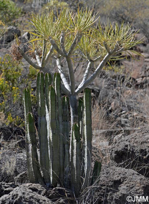 Kleinia neriifolia & Euphorbia canariensis