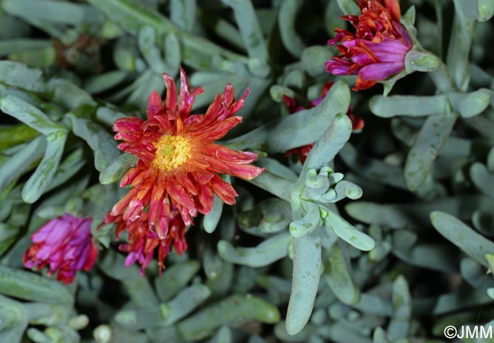 Lampranthus spectabilis