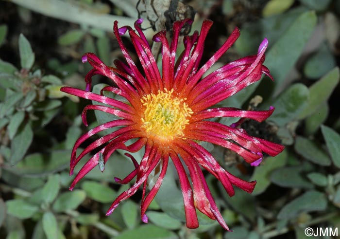 Lampranthus spectabilis