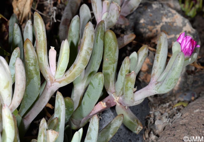 Lampranthus spectabilis