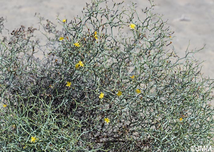 Launaea arborescens