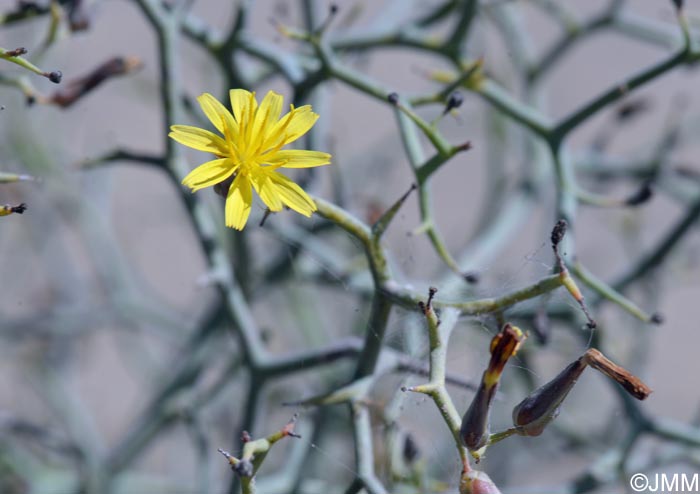 Launaea arborescens