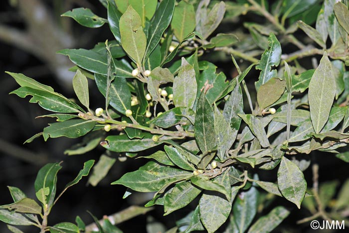 Laurus novocanariensis