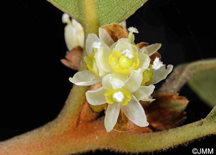 Laurus novocanariensis