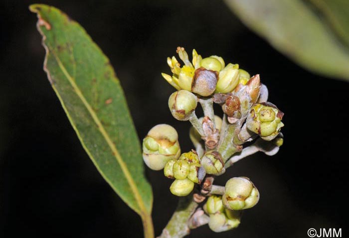 Laurus novocanariensis