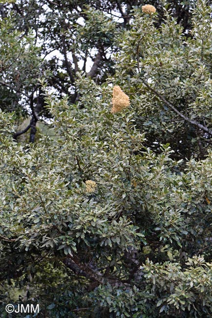 Laurus novocanariensis