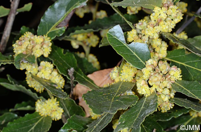 Laurus novocanariensis