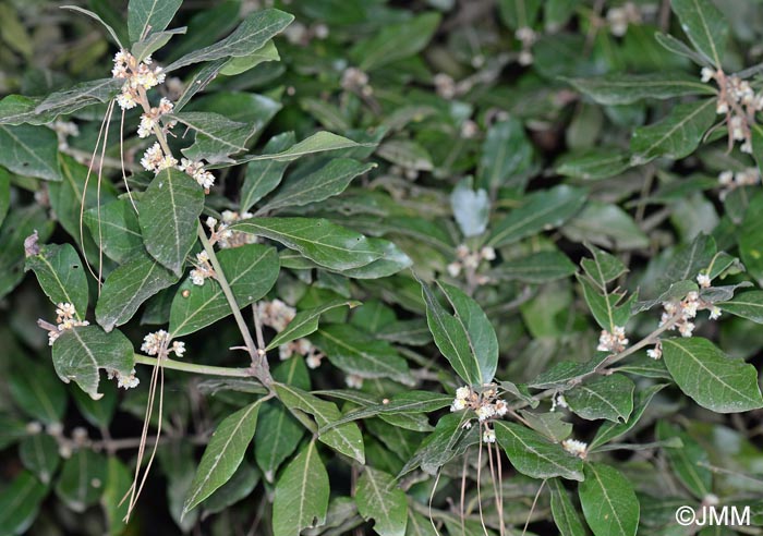 Laurus novocanariensis