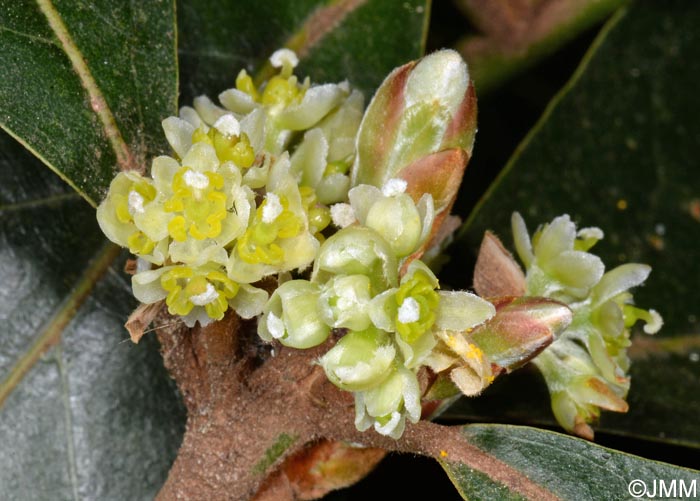 Laurus novocanariensis