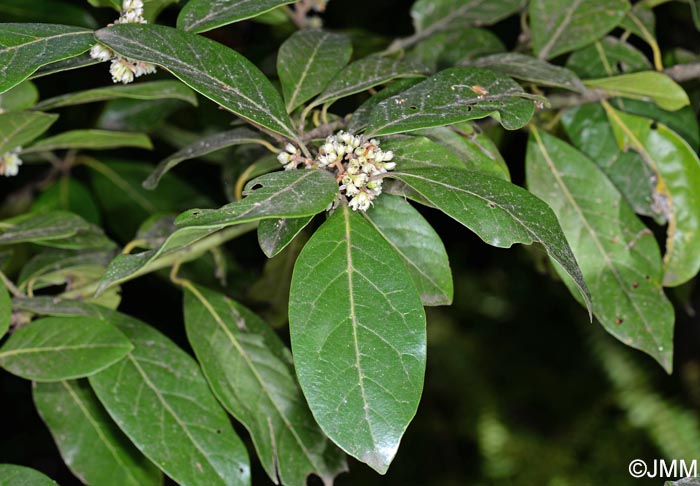 Laurus novocanariensis