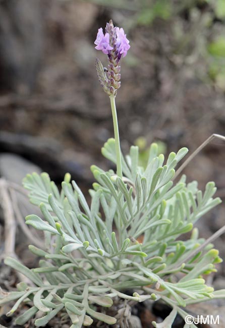 Lavandula buchii