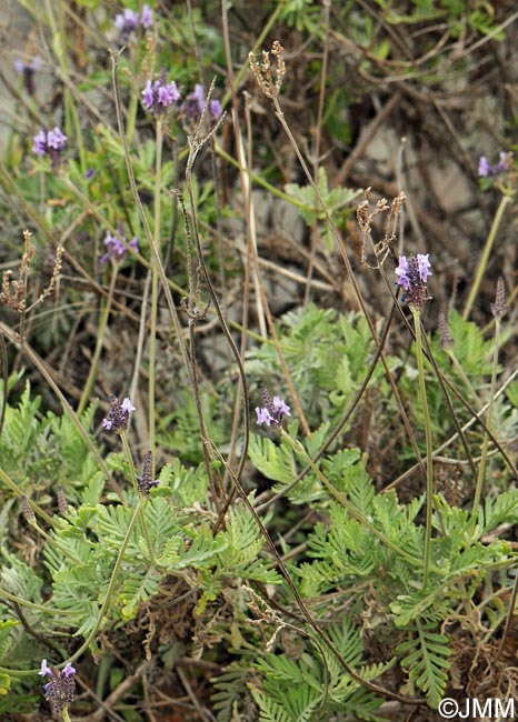 Lavandula buchii