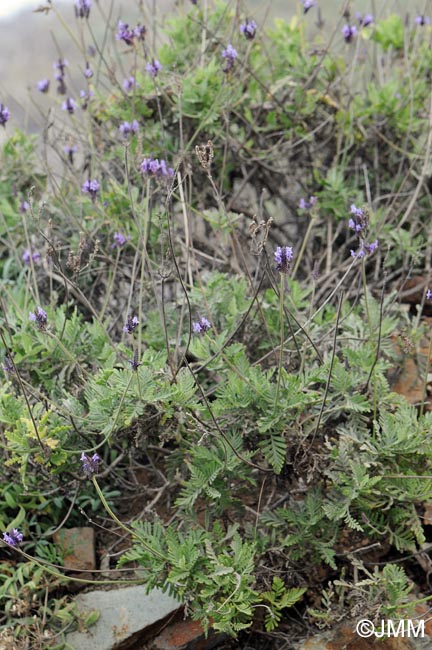 Lavandula buchii