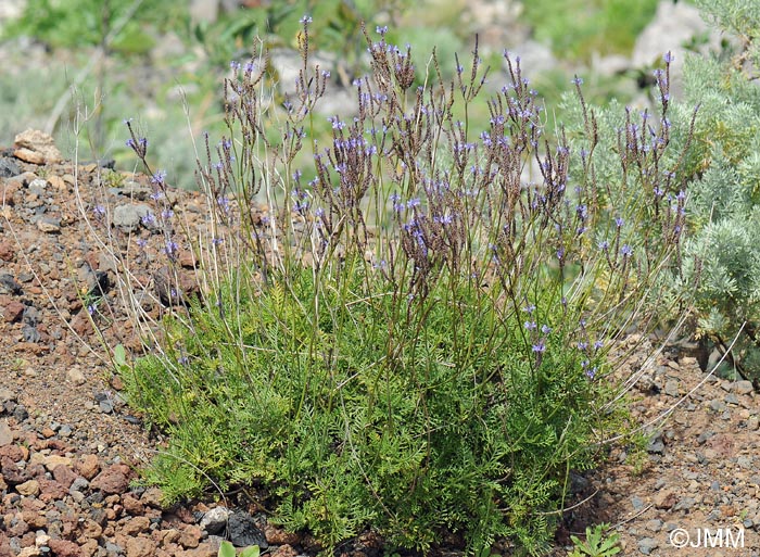 Lavandula canariensis