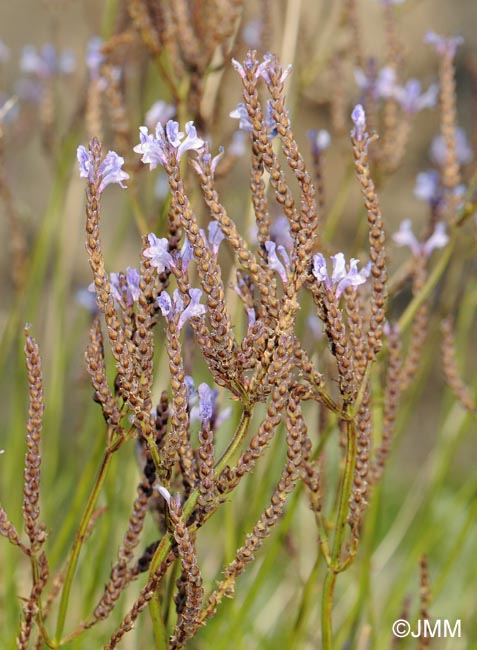 Lavandula canariensis