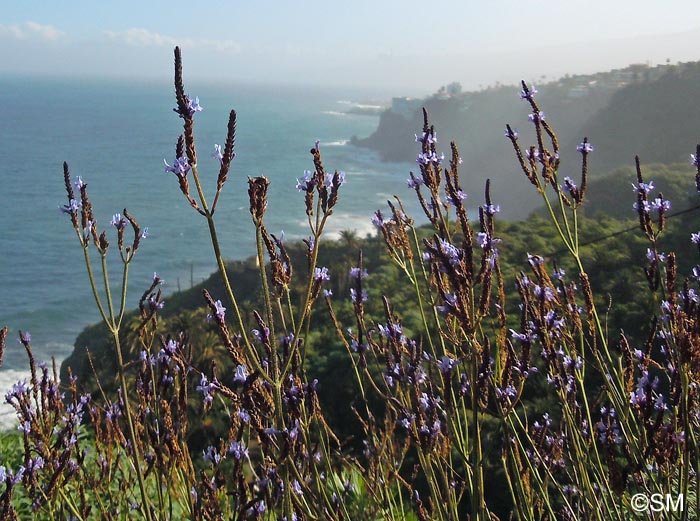 Lavandula canariensis