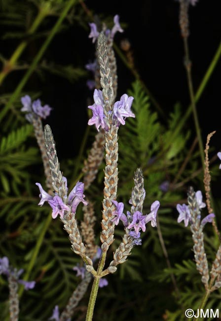 Lavandula canariensis