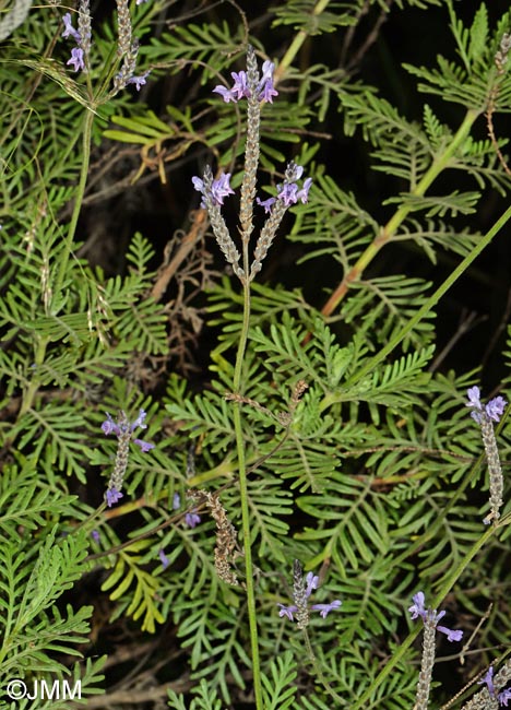 Lavandula canariensis