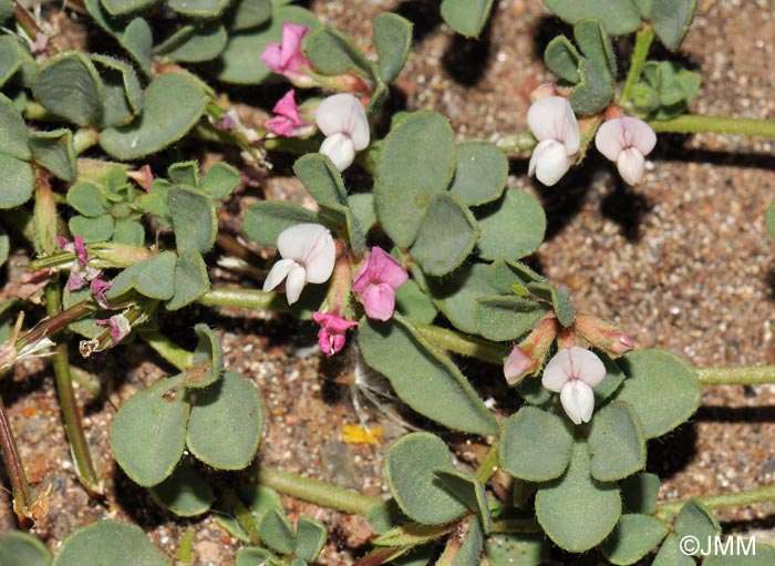 Lotus glinoides