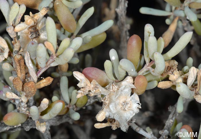 Maireana brevifolia