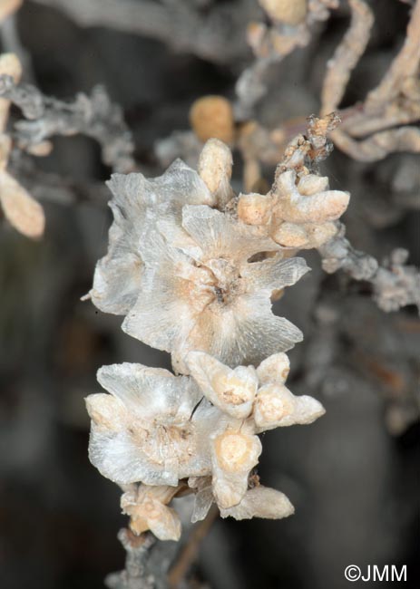 Maireana brevifolia