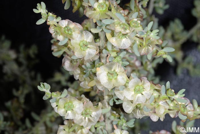 Maireana brevifolia