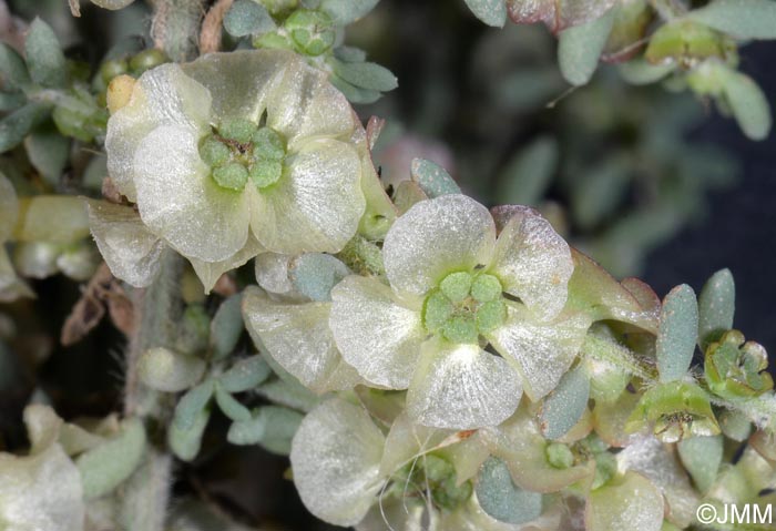 Maireana brevifolia