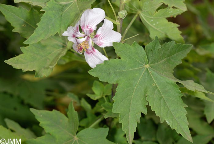 Malva acerifolia = Lavatera acerifolia