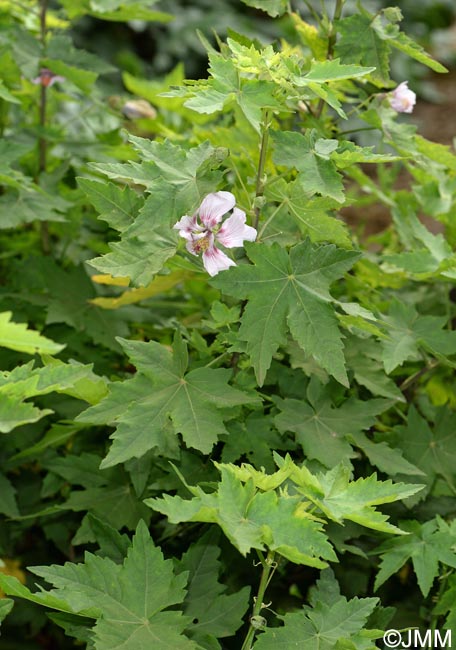 Malva acerifolia = Lavatera acerifolia