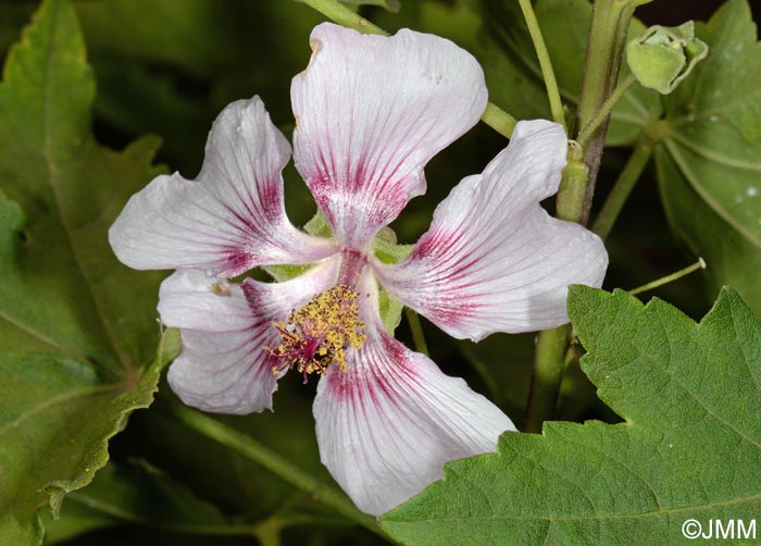 Malva acerifolia = Lavatera acerifolia