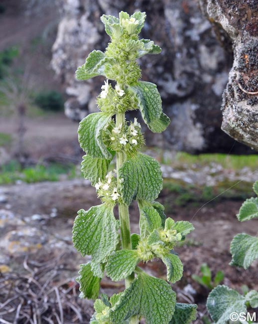 Marrubium vulgare