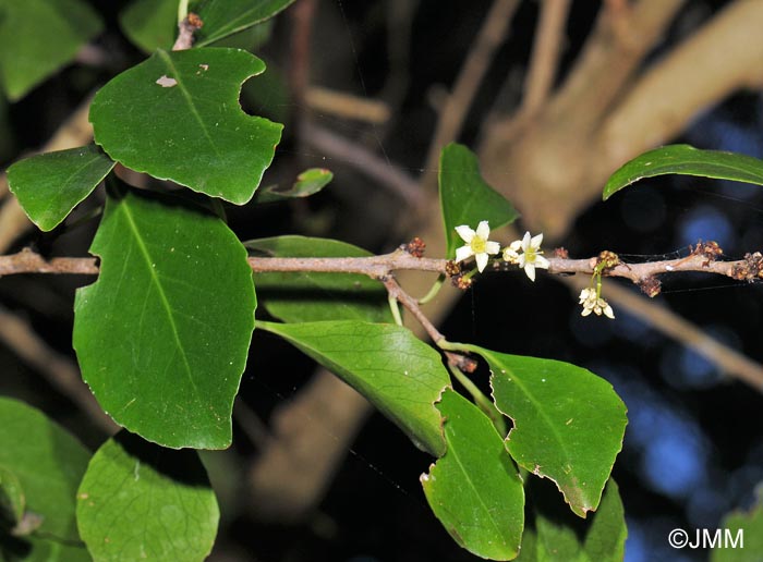 Maytenus canariensis