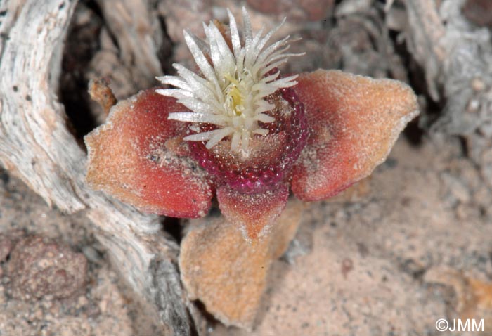 Mesembryanthemum crystallinum