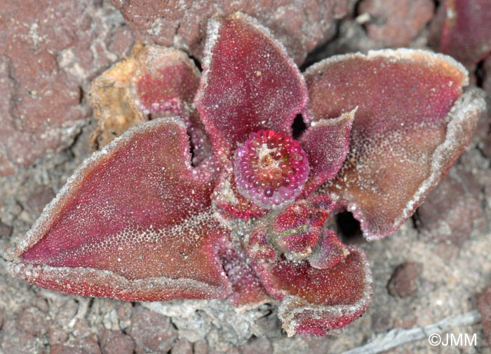 Mesembryanthemum crystallinum