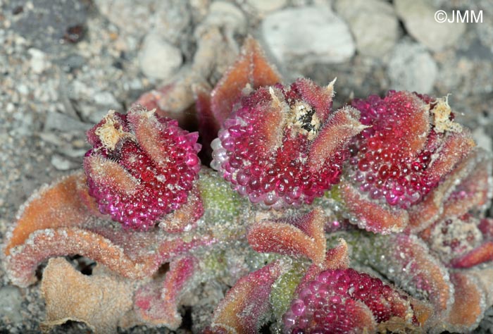 Mesembryanthemum crystallinum