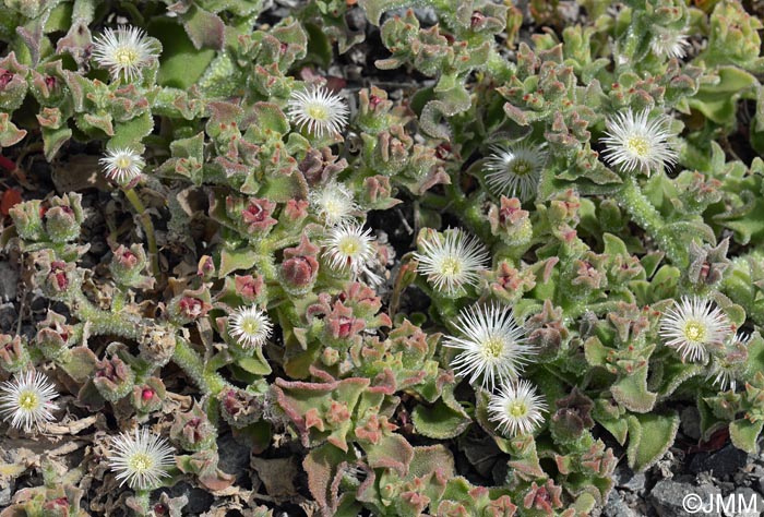 Mesembryanthemum crystallinum