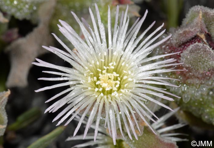 Mesembryanthemum crystallinum