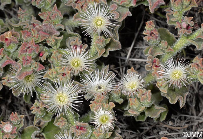 Mesembryanthemum crystallinum