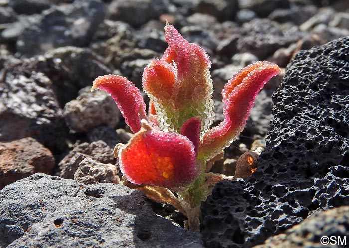 Mesembryanthemum crystallinum