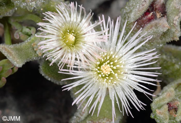 Mesembryanthemum crystallinum